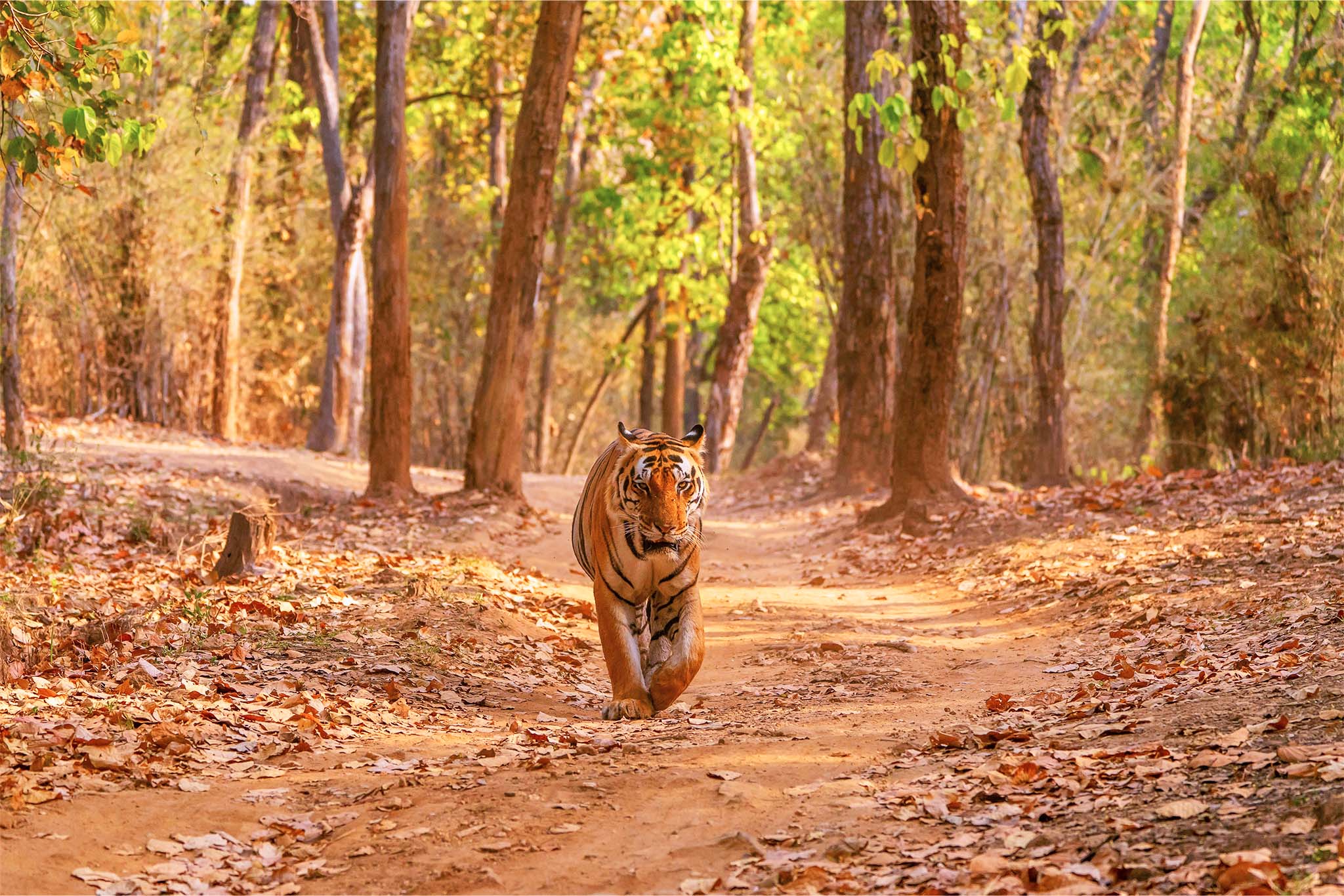 Central & Wildlife India BANNER.jpg https://itvaraleisure.com/wp-content/uploads/2026/04/Central-Wildlife-India-BANNER.jpg.jpeg
