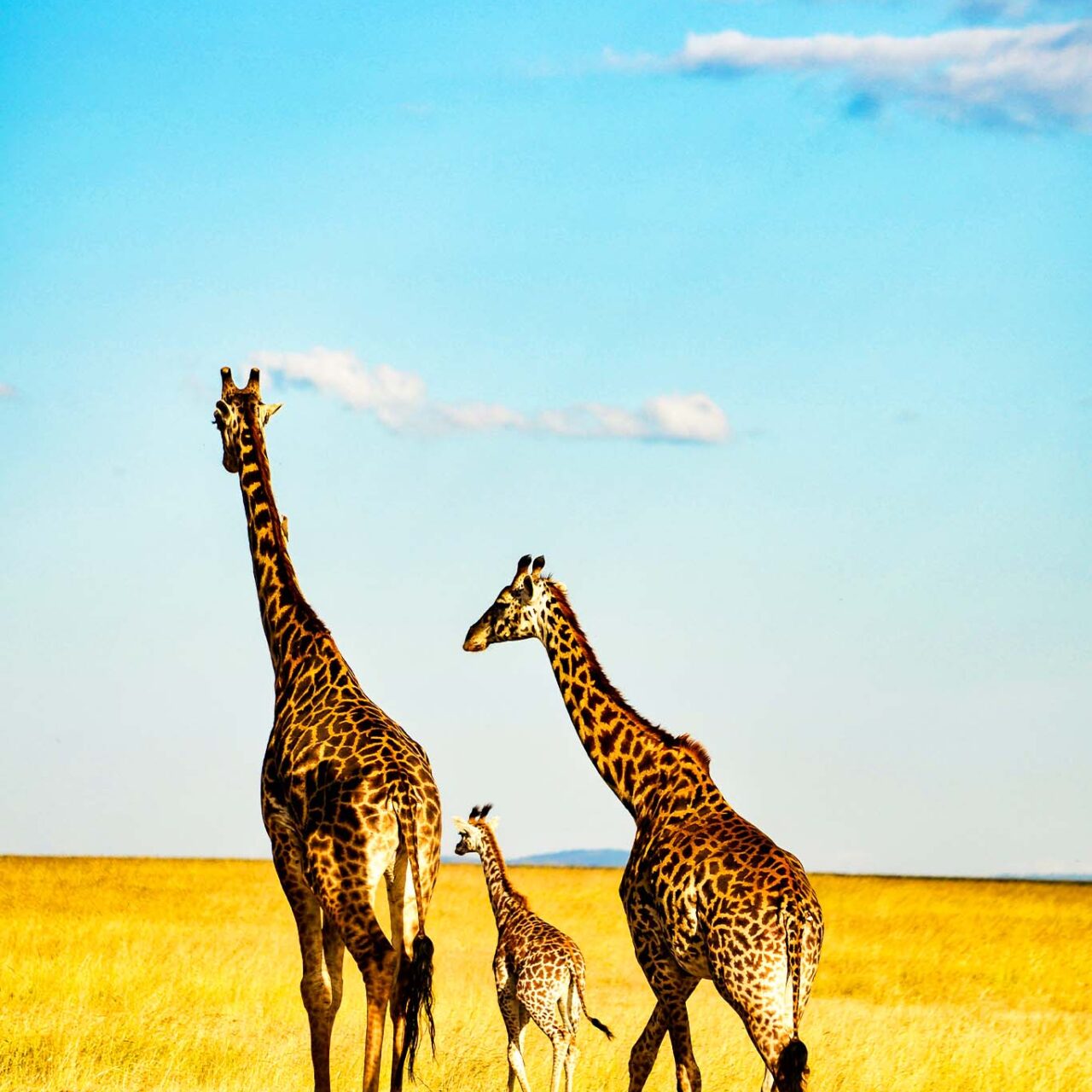 Kenya Safari (6N)