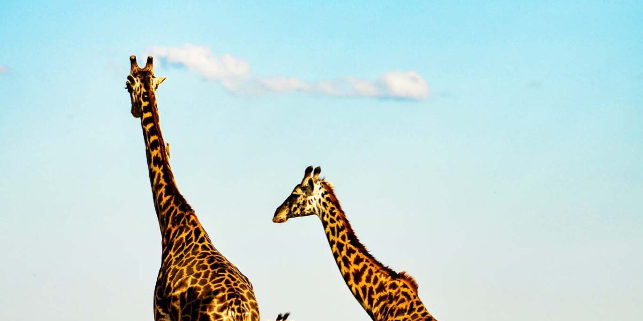 Kenya Safari (6N)