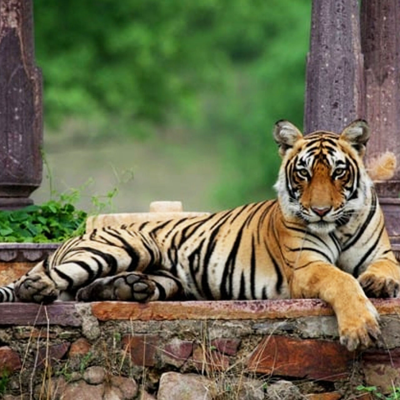 Golden Triangle + Ranthambore