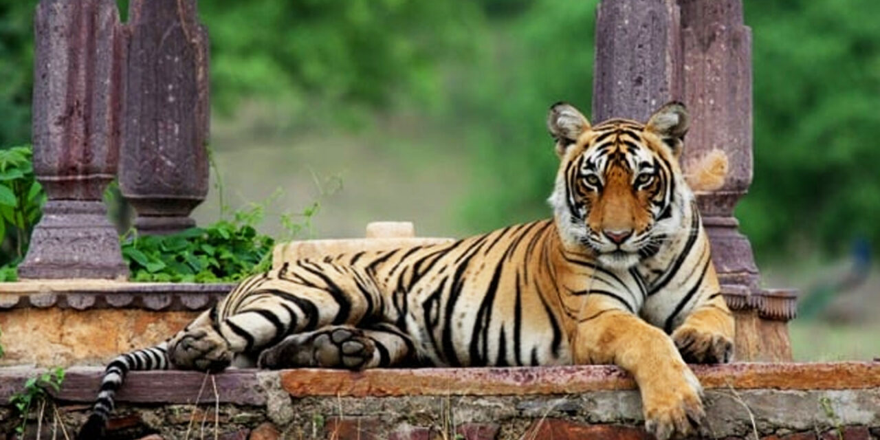 Golden Triangle + Ranthambore