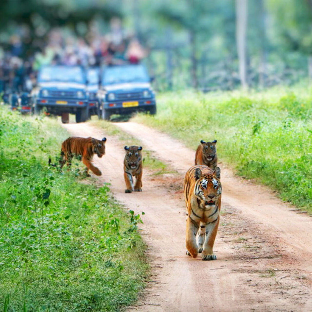 Central India Grand Safari