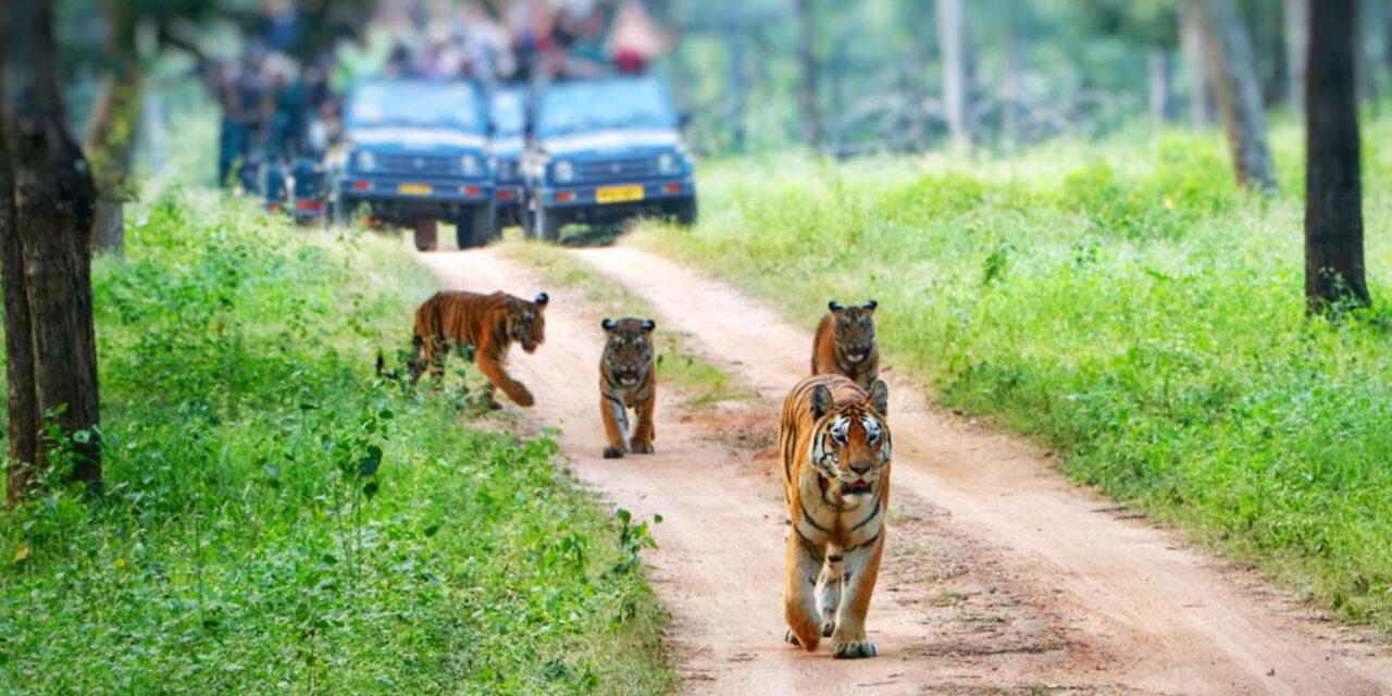 Central India Grand Safari