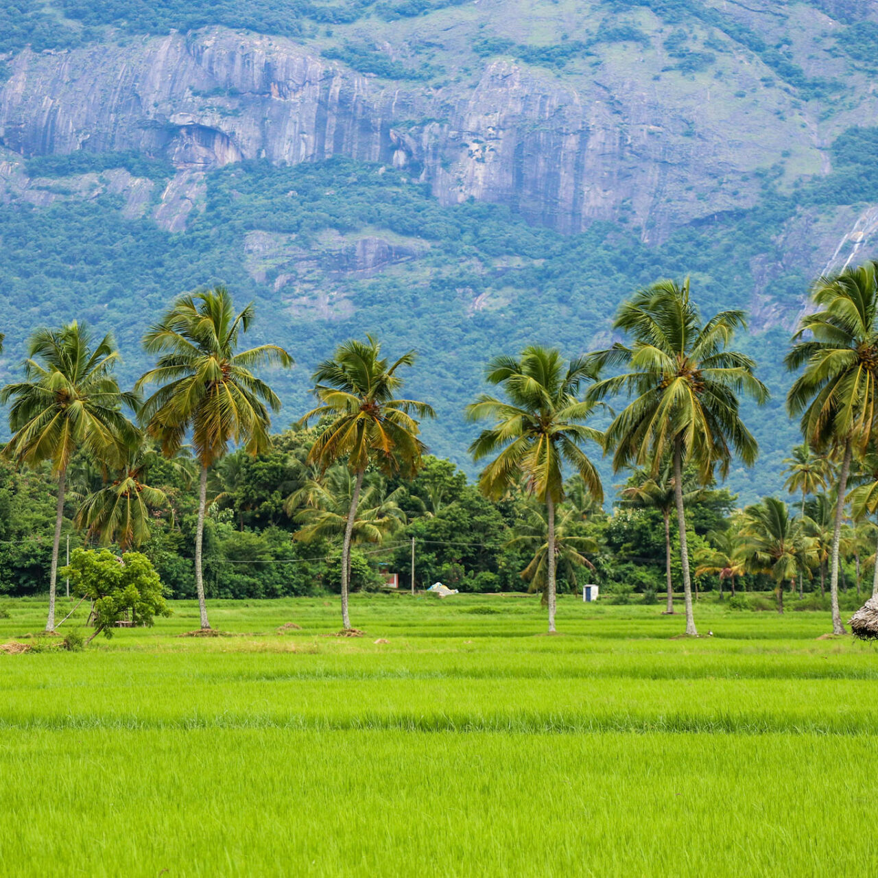 Kerala Classic