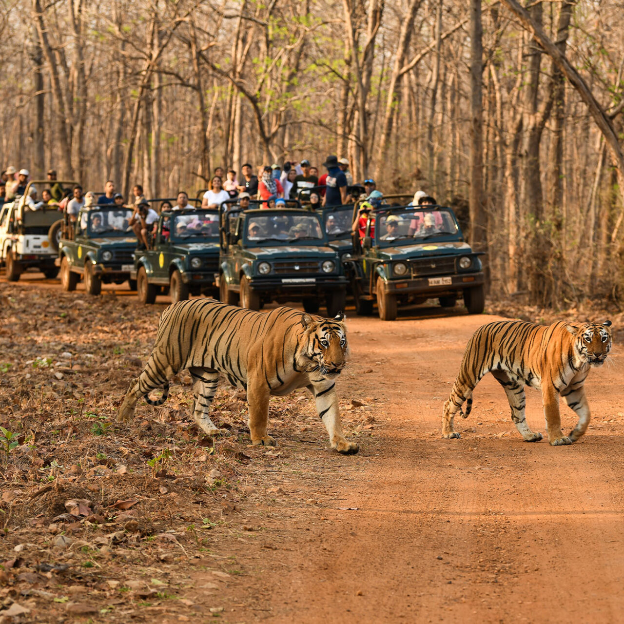 Pench + Tadoba