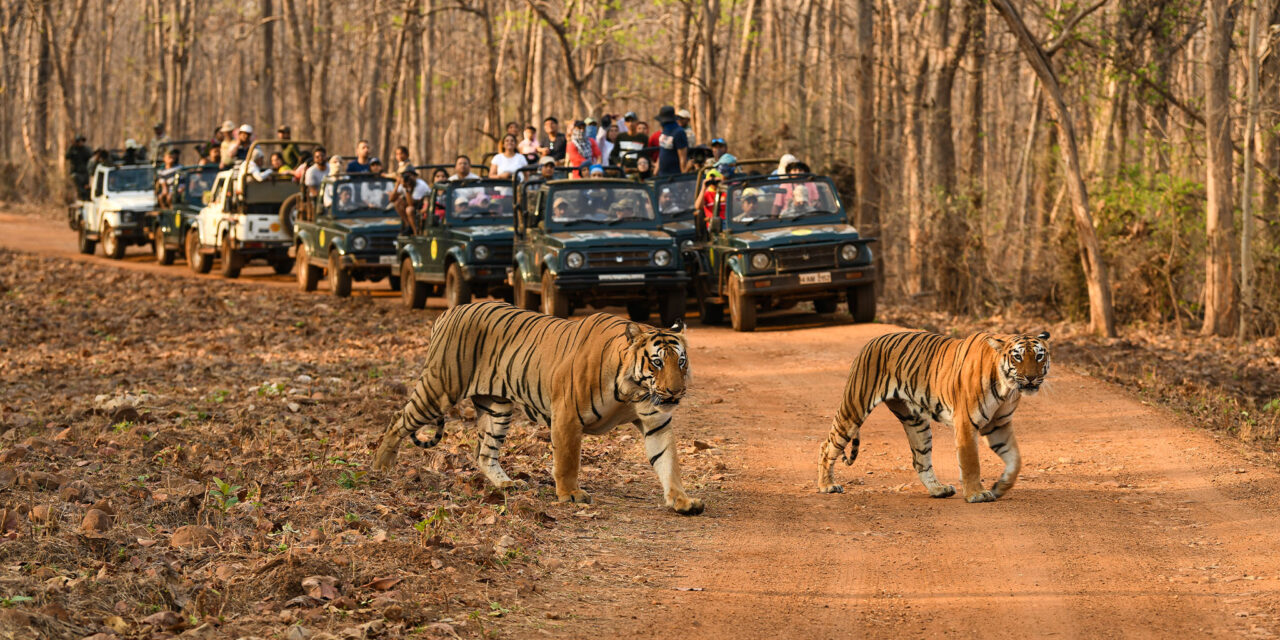 Pench + Tadoba